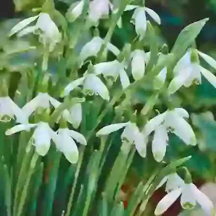 Nivalis Viridapice